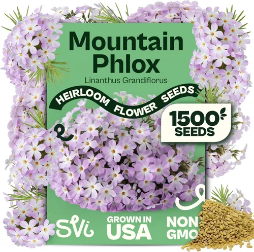 Vista 20 de Queen Anne 's Lace- 200 semillas – 50% de descuento venta