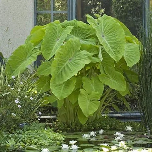 Vista 6 de 3 Oreja de Elefante -Colocasia esculenta- Dale a tu jardín un aspecto tropical