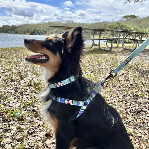 Vista 2 de Pawtitas Collar reflectante para perros y cachorros, collar de alta visibilidad con bandas reflectantes, collar ajustable para perro resistente