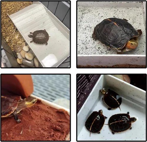Vista 7 de Hábitat de tortuga con pendientes, material ABS, plato de agua de tortuga, pinzas para alimentos y bola de comida, accesorios de tortuga