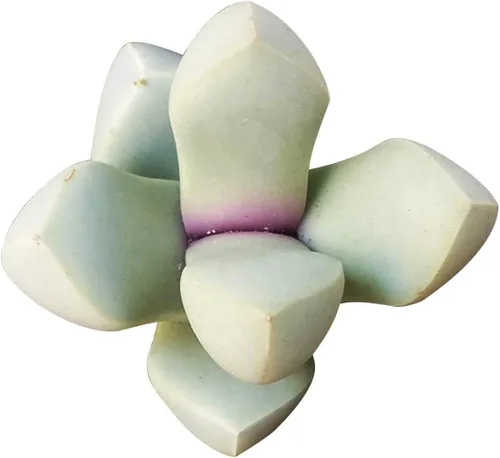 Vista 11 de Dancing Bones Hatiora Salicornioides 2 pulgadas + maceta de arcilla – Suculenta saludable, rara e inusual, planta viva de fácil cuidado, totalmente