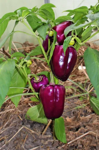 Vista 3 de Semillas de pimiento dulce lila morado vegetal gigante para plantar reliquia sin OMG
