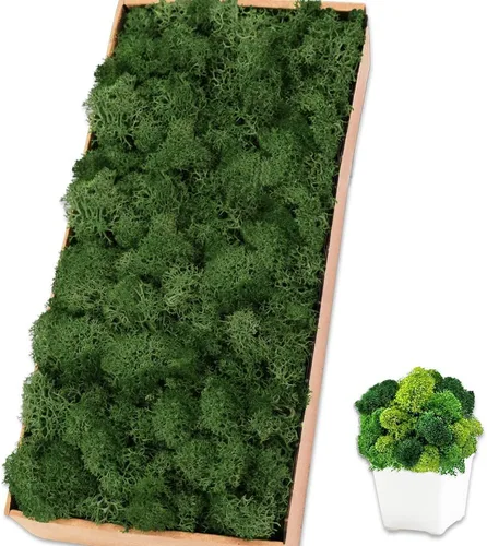 Vista 16 de Musgo de reno azul de 3.5 onzas, musgo preservado para plantas, decoración de musgo, musgo verde para manualidades, musgo para plantas en maceta
