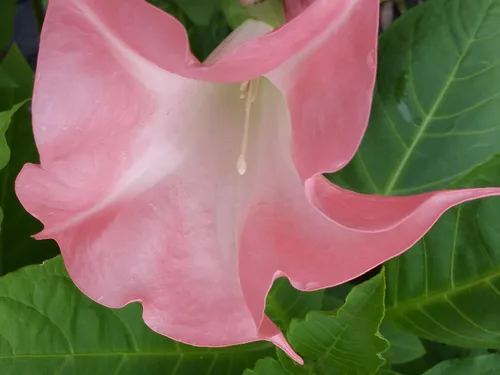 Vista 4 de Mariposa Rosa Brugmansia Angels Trompeta Planta Tropical Viva Coral Rosa Flor Fragante Tamaño Iniciador 4 Pulgadas Pot Emeralds TM