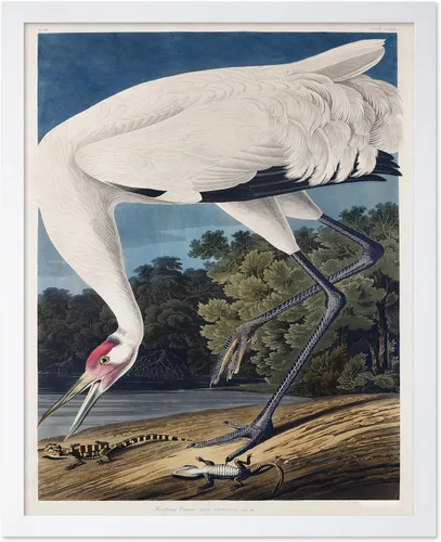 Vista 116 de Poster Master Póster vintage de James Audubon – Impresión retro de amargo americano – Arte de aves de América – Regalo para hombres, mujeres