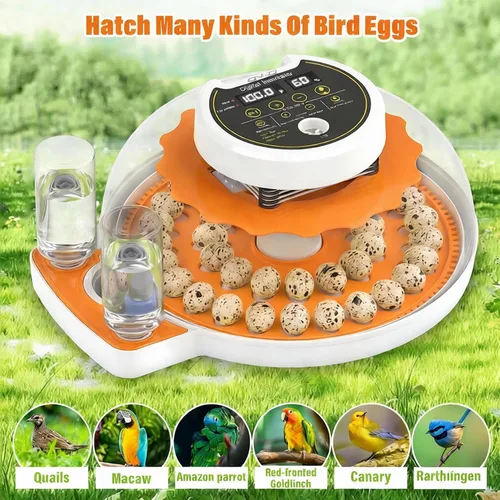 Vista 8 de Incubadora de huevos de codorniz con girador automático y control de humedad, incubadora de aves capaz de incubar 40 huevos de codorniz, incubadoras