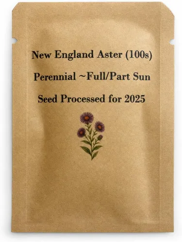 Vista 3 de New England Aster Seeds - Alrededor de 100 semillas