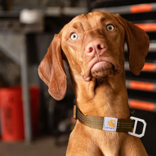Vista 5 de Carhartt Collares de cincha totalmente ajustables de nylon para perros, costuras reflectantes para visibilidad, Mediana