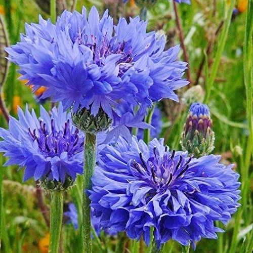 Vista 2 de Semillas de botón de aciano/soltero a granel sin OMG - Tall Blue Centaurea cyanus (1 lb) 90,000 semillas