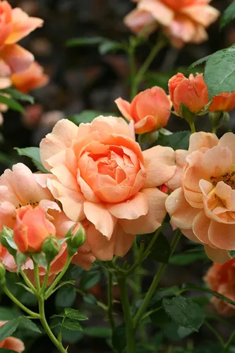 Vista 2 de Proven Winners - ROSA `AT LAST` (Rosa) Rosa, flores naranjas, #2 - Tamaño del contenedor