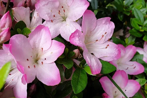 Vista 8 de 50 semillas de flores arbustivas rosadas de arbustos de arbustos de azalea real de Schlippenbachii
