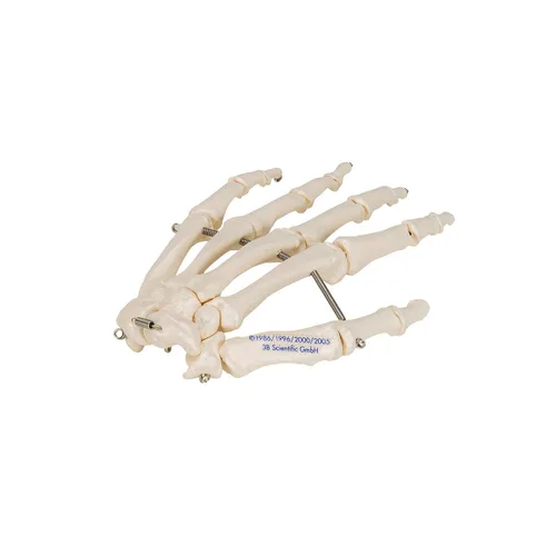 Vista 7 de 3B Scientific Esqueleto de mano A40 montado en alambre - 3B Smart Anatomy