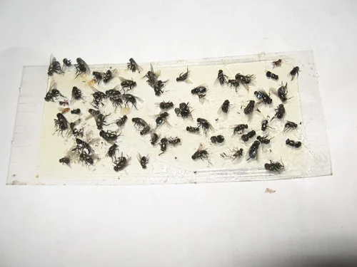 Vista 2 de Paquete de 10 trampas adhesivas para grillo, cucaracha/escorpión de camello