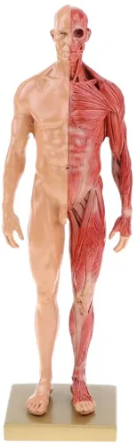 Vista 7 de BONEW Resina masculina y femenina de 11.8 in, anatomía anatómica humana, cabeza de cráneo, modelo de cuerpo, modelo de hueso muscular