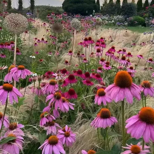 Vista 3 de 100 semillas de equinácea morada – Semillas de flores de equinácea rosa para plantar, variedad de reliquia sin OMG para jardines de flores silvestres