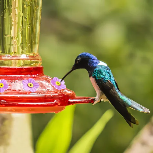 Vista 5 de 20 piezas de repuesto para comedero de colibríes con cepillo de limpieza, piezas de repuesto para alimentador de flores (morado)