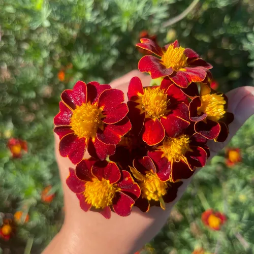 Vista 2 de Plant Good Seed Semillas orgánicas de caléndula roja – Paquete de 50 semillas tradicionales para plantar flores – Suministros de jardinería, flores