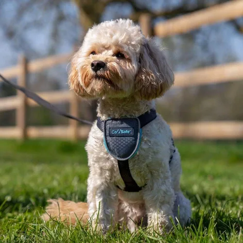 Vista 3 de CarSafe Arnés de viaje para perro, seguro de forma segura para perro en el automóvil, garantiza leyes de carretera y términos de seguro cuando