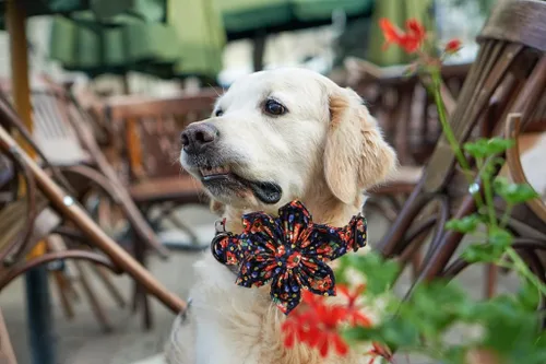 Vista 74 de Collar de perro Lionheart Glory, collar de perro rosa con flor, lindo collar para mascotas con patrón floral ajustable para perros pequeños Rosado