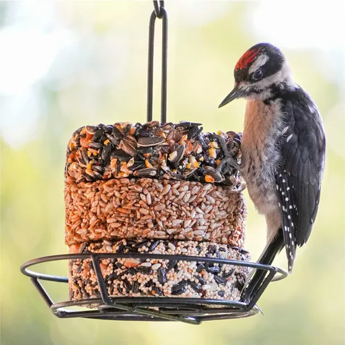Vista 5 de Audubon Park Pila de Snacks de Frutas y Nueces para Aves Silvestres, Pastel de Semillas para Comederos Exteriores, Pack de 6