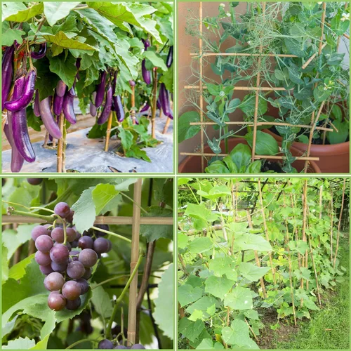 Vista 6 de Estacas para plantas, estacas de bambú natural resistentes de 4 pies de largo, GAGINANG 25 piezas de varillas de bambú de soporte de enrejado