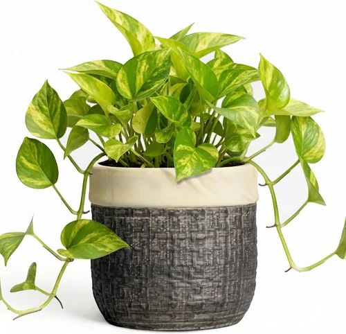 Vista 10 de Macetas de cerámica para plantas, maceta de 6 pulgadas para plantas suculentas de interior, macetas redondas con orificio de drenaje, macetas Azul