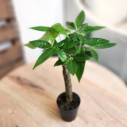 Vista 9 de Planta de Árbol de Dinero Viva, Árbol de Dinero Pachira Aquatica, Árbol de Dinero Feng Shui Pachira Aquatica, Planta Pachira Bonsai en Maceta