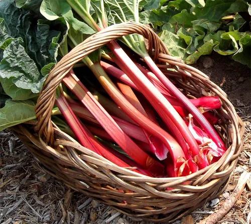 Vista 6 de Semillas Ruibarbo 35 Días Jardín Rojo Heirloom Vegetal NO OGM