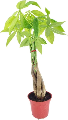 Vista 21 de Alocasia Bambino (maceta cultivadora de 4 pulgadas) - Planta de interior con poca luz y saludable - Planta de interior de interior fácil de cuidar