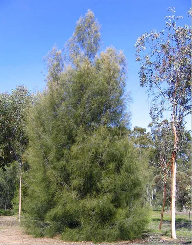 Vista 5 de Pine Tree Australian River Semillas Premium Casuarina cunninghamiana Plants'® (Semillas premium, 10)