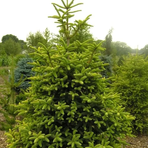 Vista 4 de Abies pinsapo (abeto español) Semillas de árbol, aspecto elegante y lujoso, semillas de MySeeds.Co, elige la cantidad (0.25 oz)