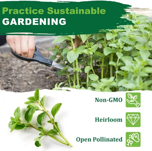 Vista 4 de TKE Farms & Gardens - Semillas de orégano para plantar, más de 3000 semillas de reliquia sin OMG, 500 mg, hierba perenne polinizada abierta