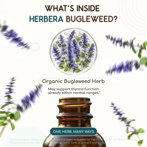 Vista 4 de HerbEra Bugleweed B120 USDA - Tintura orgánica Extracto sin alcohol, gotas de hierbas de alta potencia Bugleweed orgánico certificado