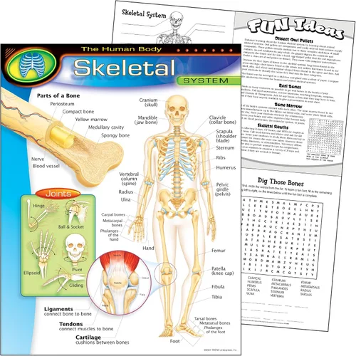 Vista 2 de Tabla de aprendizaje del cuerpo humano-sistema esquelético