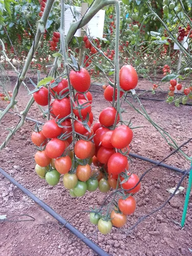 Vista 3 de Vegetal indeterminado no transgénico de tomate rojo de vid para plantar