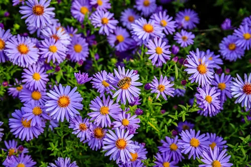 Vista 9 de 50 semillas de flor de Aster de Arroz (Aster tupido) Aster Dumosus