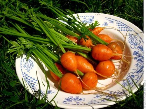 Vista 4 de Zanahoria dulce mercado de París redondo naranja herencia vegetal sin OMG para plantar