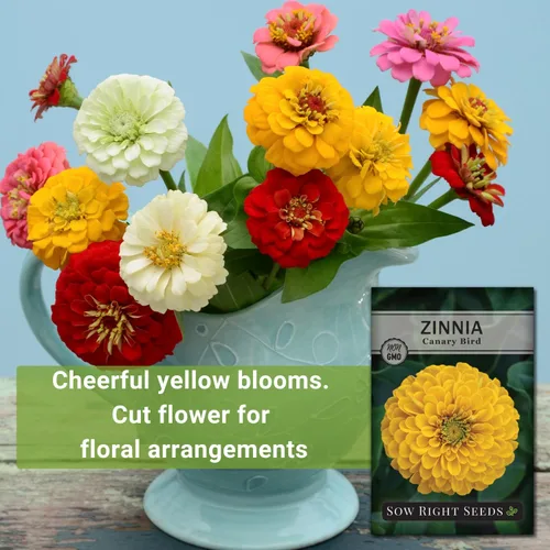 Vista 3 de Sow Right Seeds - Semillas de zinnia de ave canaria para plantar - Paquete de reliquia sin OMG para plantar y cultivar - Flores anuales amarillas