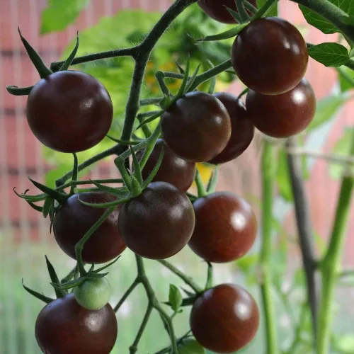 Vista 5 de Semillas de Tomate Cherry Negro - Vegetales de reliquia - Sin OGM