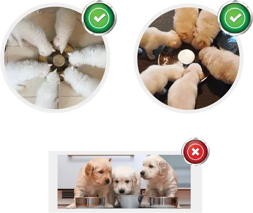 Vista 4 de Cuenco para cachorros, comedero de acero inoxidable para múltiples cachorros, cuencos básicos de comida y agua, plato de destete para perros
