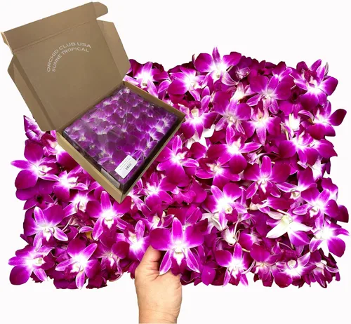 Vista 8 de Miami Fresh Orchid Flores perecederas de floración suelta OrchidClub USA Sunne Tropical DIY lei, decoración de alimentos y bebidas (100 azul)