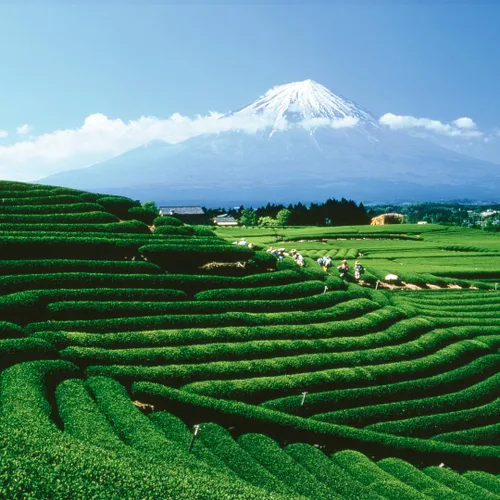 Vista 4 de Palais des Thés - Matcha impérial orgánico – Polvo de té verde japonés de primera calidad, grado ceremonial, rico en antioxidantes y cafeína, lata
