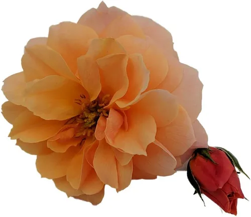 Vista 3 de At Last® Rose Bush - Maceta de 4" - Fragante - Ganadores probados