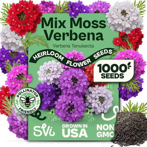 Vista 38 de Queen Anne 's Lace- 200 semillas – 50% de descuento venta