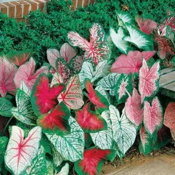 Vista 2 de Caladium Tropical Mix (12 bombillas) Follaje rojo rico con bordes verdes contrastantes