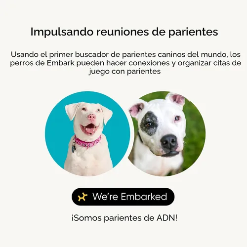 Vista 3 de Kit de identificación de raza Embark - Kit de prueba de ADN para perros más preciso - 99% de precisión en la ascendencia de raza para perros de raza