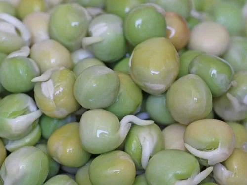 Vista 7 de Semillas de mezcla de proteínas de Peyton's para germinar microverdes, 8 onzas, marca "COOL BEANS n SPROUTS", un superalimento lleno