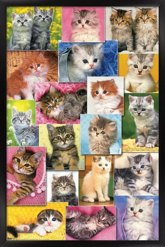 Vista 8 de Trends International Keith Kimberlin - Póster de pared de collage de gatitos, 14.725 x 22.375 pulgadas, versión enmarcada de madera de granero