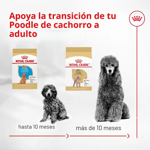 Vista 8 de ROYAL CANIN Poodle - Alimento seco para perros adultos, bolsa de 2.5 libras