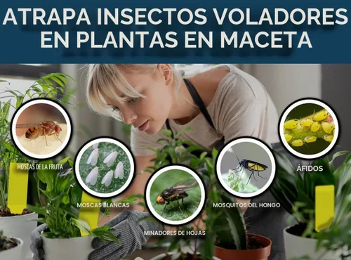 Vista 2 de MAXGUARD (30 Pack) Trampas adhesivas amarillas para insectos/insectos con estaca - Atrapan y matan mosquitos de hongo, moscas blancas, mosquitos